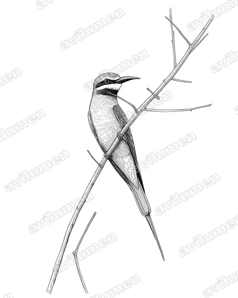 Ink illustration: Merops superciliosus (Olive Bee-eater)