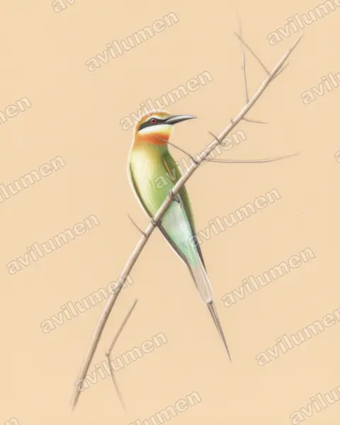 Colored pencil illustration: Merops superciliosus (Olive Bee-eater)