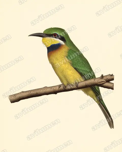 Illustration im Stil Historische Tafel: Blaubrustspint (Merops variegatus)