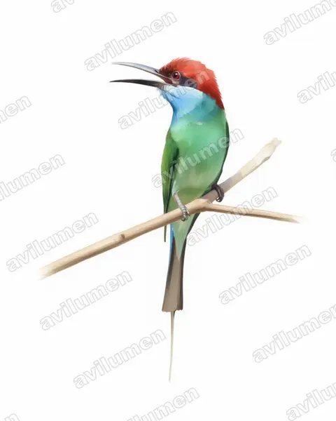 Illustration im Stil Aquarell: Blue-throated Bee-eater (Merops viridis)