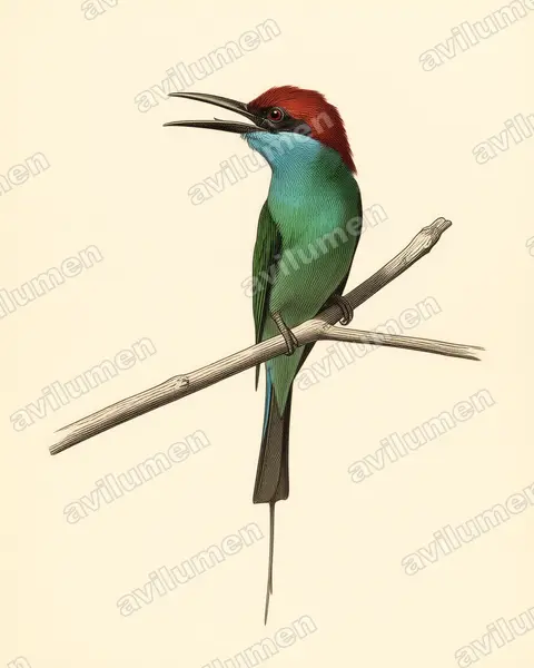 Illustration im Stil Historische Tafel: Blue-throated Bee-eater (Merops viridis)