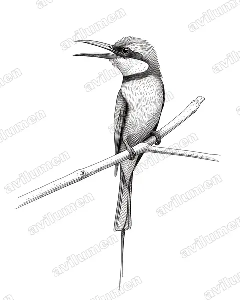 Illustration im Stil Tusche: Blue-throated Bee-eater (Merops viridis)