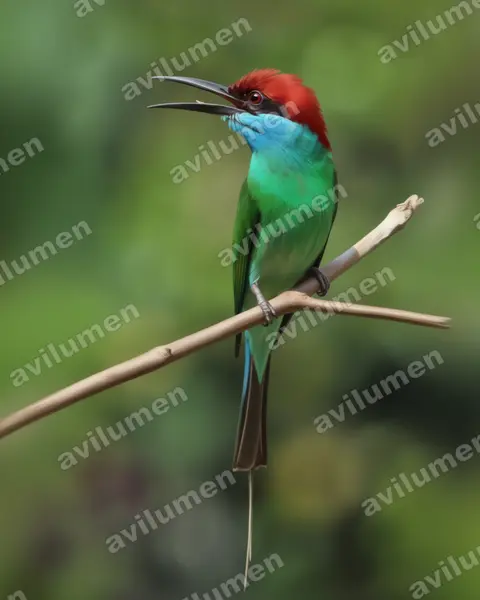 Illustration im Stil Realistisch: Blue-throated Bee-eater (Merops viridis)