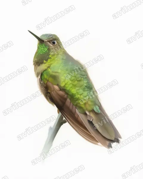 鳞辉尾蜂鸟（Metallura aeneocauda）的水彩插画