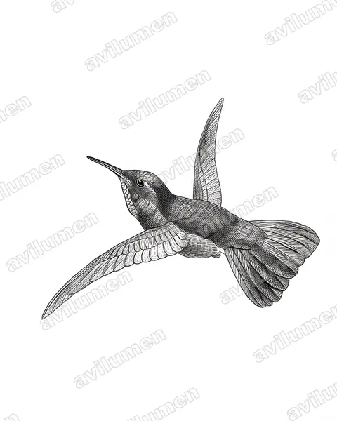 Illustration im Stil Tusche: Feuerkehl-Glanzschwänzchen (Metallura eupogon)