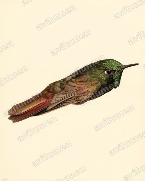 Illustration Planche ancienne : Metallura iracunda (Métallure dorée)
