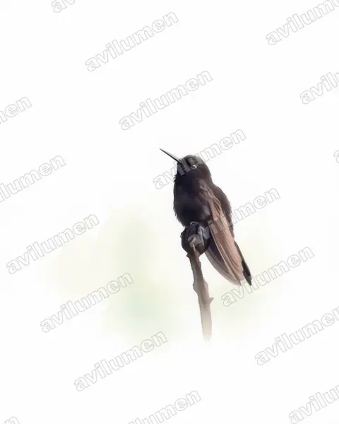 Ilustración en Acuarela: Metallura phoebe (Metalura negra)