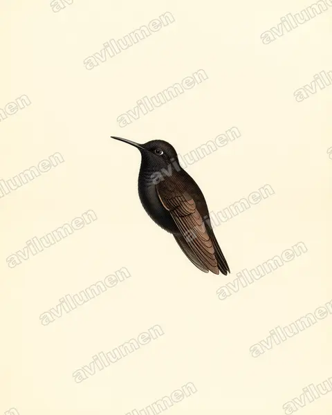 Ilustración en Lámina antigua: Metallura phoebe (Metalura negra)