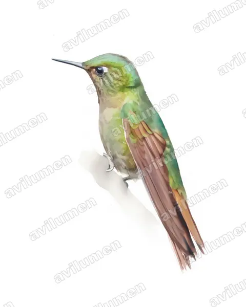 Illustration im Stil Aquarell: Smaragdkehl-Glanzschwänzchen (Metallura tyrianthina)
