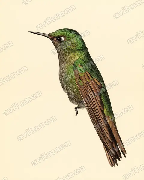Illustration im Stil Historische Tafel: Smaragdkehl-Glanzschwänzchen (Metallura tyrianthina)