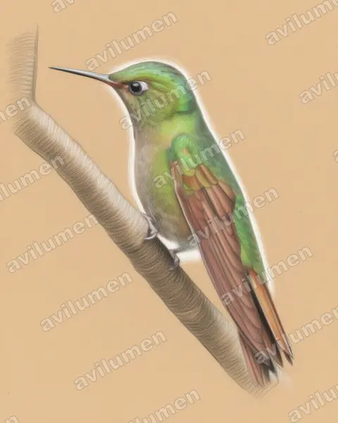 Illustration im Stil Buntstift: Smaragdkehl-Glanzschwänzchen (Metallura tyrianthina)
