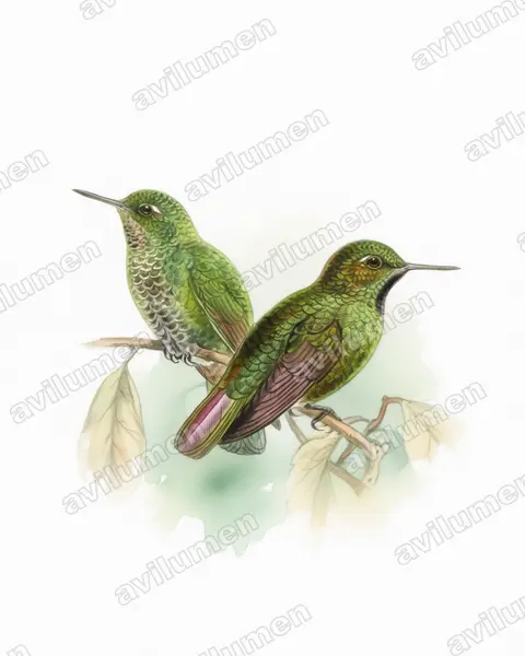 Illustration Aquarelle : Metallura williami (Métallure verte)