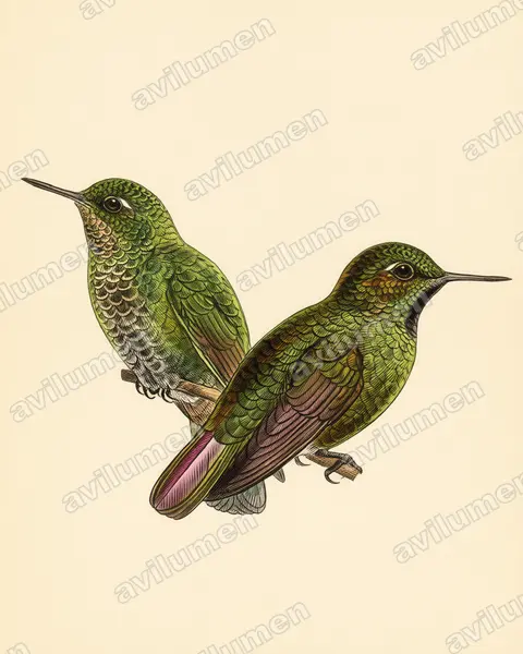 Illustration Planche ancienne : Metallura williami (Métallure verte)