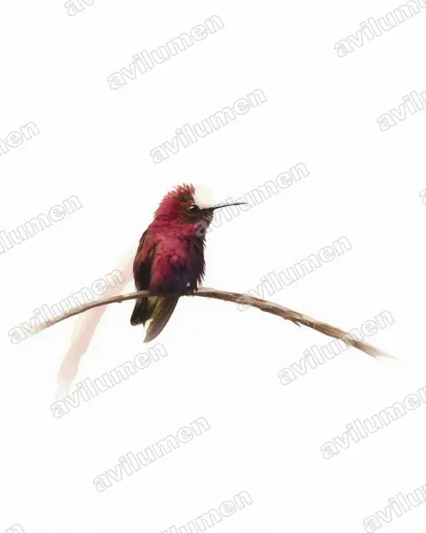 Illustration Aquarelle : Microchera albocoronata (Colibri à coiffe blanche)