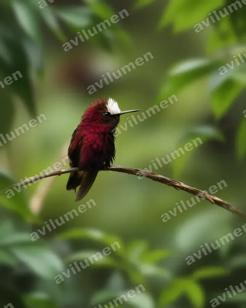 Illustration Réaliste : Microchera albocoronata (Colibri à coiffe blanche)