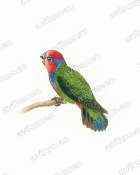 Illustration im Stil Aquarell: Red-breasted Pygmy Parrot (Micropsitta bruijnii)