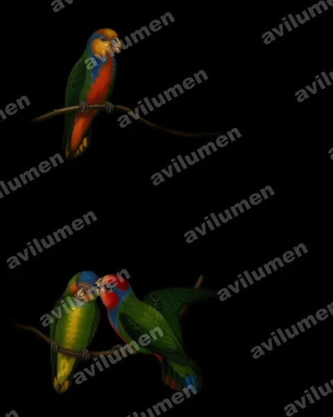 Illustration im Stil Öl: Red-breasted Pygmy Parrot (Micropsitta bruijnii)