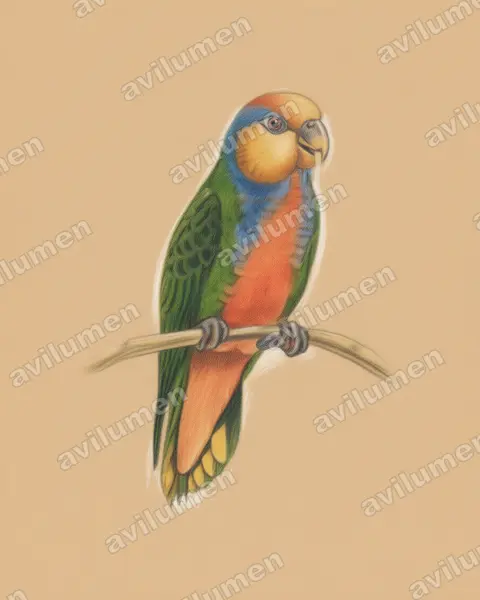 Illustration im Stil Buntstift: Red-breasted Pygmy Parrot (Micropsitta bruijnii)