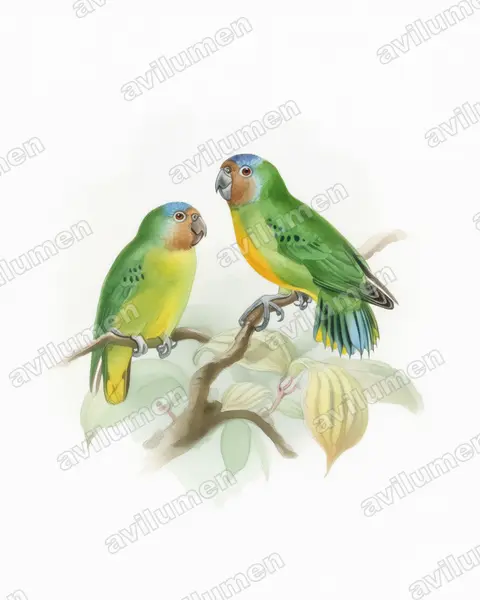Watercolor illustration: Micropsitta geelvinkiana (Geelvink Pygmy Parrot)