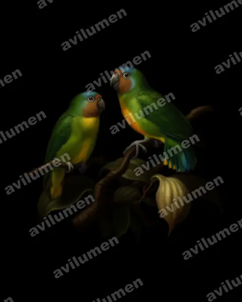Oil illustration: Micropsitta geelvinkiana (Geelvink Pygmy Parrot)