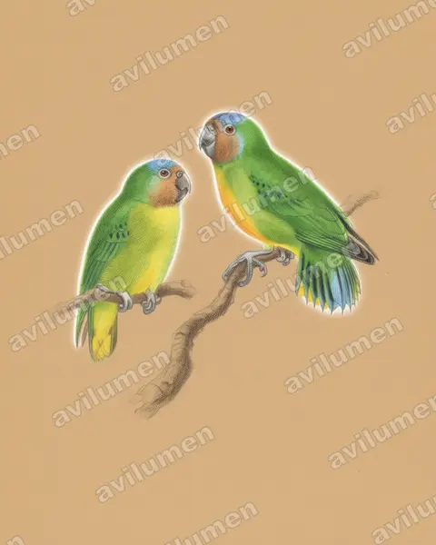 Colored pencil illustration: Micropsitta geelvinkiana (Geelvink Pygmy Parrot)