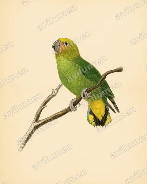 Illustration im Stil Historische Tafel: Gelbkappen-Spechtpapagei (Micropsitta keiensis)