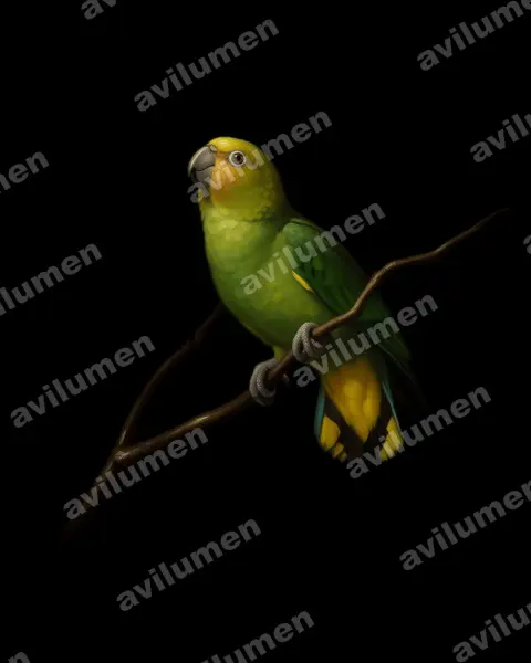 Illustration im Stil Öl: Gelbkappen-Spechtpapagei (Micropsitta keiensis)
