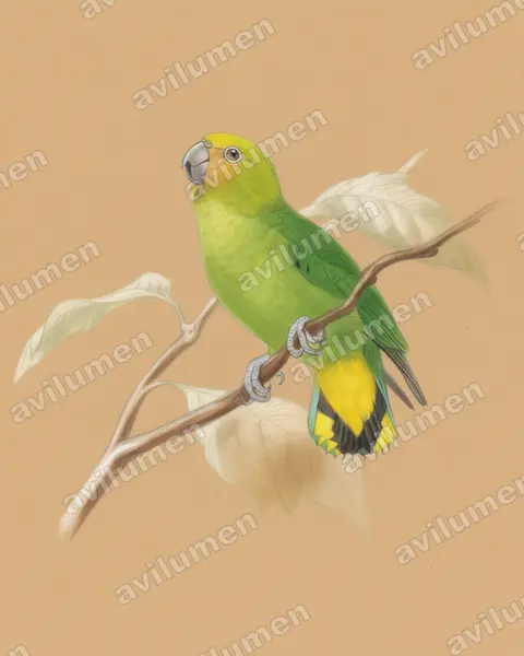Illustration im Stil Buntstift: Gelbkappen-Spechtpapagei (Micropsitta keiensis)