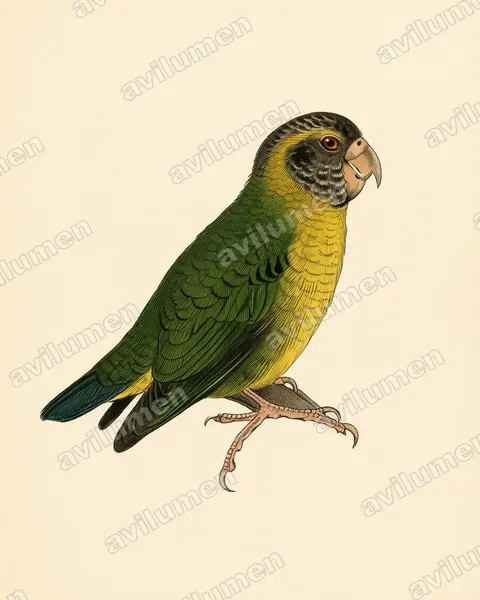Illustration Planche ancienne : Micropsitta meeki (Micropsitte de Meek)
