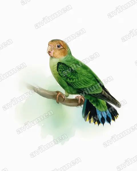Watercolor illustration: Micropsitta pusio (Buff-faced pygmy parrot)