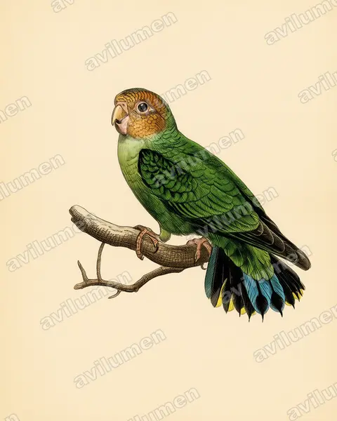 Vintage plate illustration: Micropsitta pusio (Buff-faced pygmy parrot)