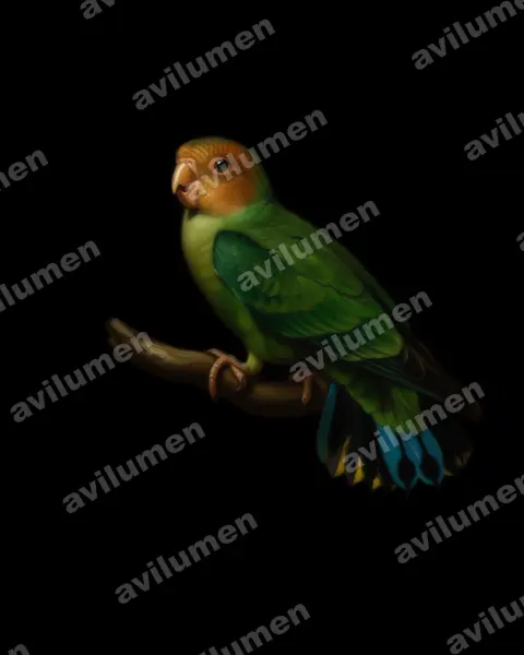 Oil illustration: Micropsitta pusio (Buff-faced pygmy parrot)