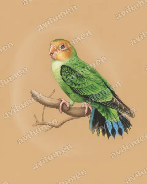 Colored pencil illustration: Micropsitta pusio (Buff-faced pygmy parrot)