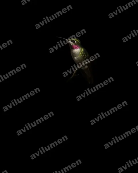 Illustration Huile : Microstilbon burmeisteri (Colibri de Burmeister)