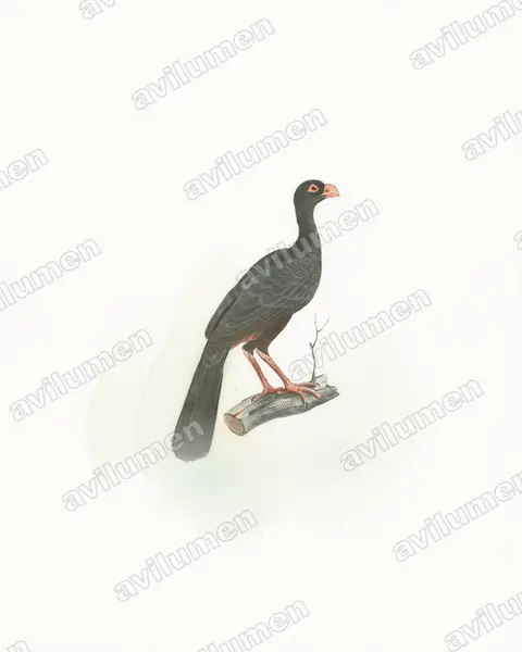 Illustration Aquarelle : Mitu tomentosum (Hocco de Spix)