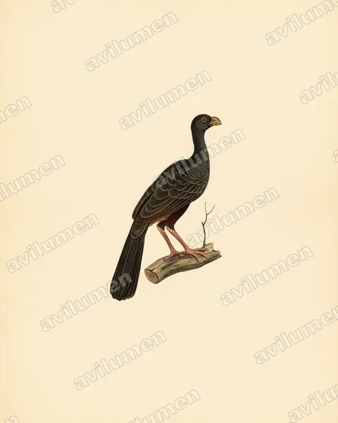 Illustration Planche ancienne : Mitu tomentosum (Hocco de Spix)