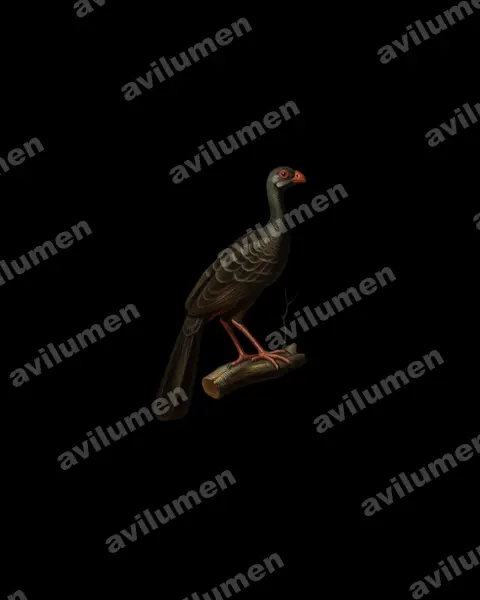 Illustration Huile : Mitu tomentosum (Hocco de Spix)