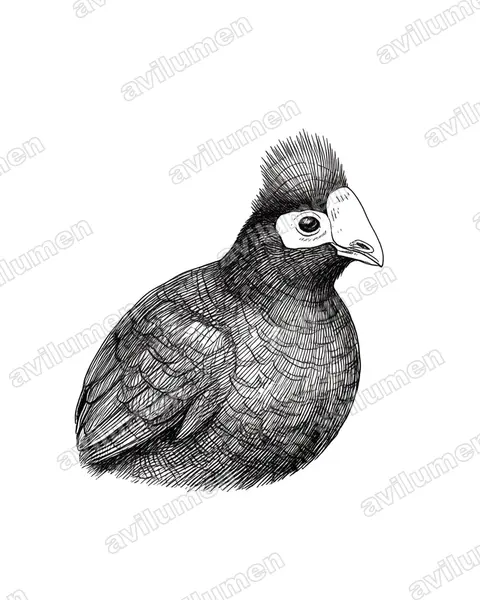 Ross's turaco（Musophaga rossae）的钢笔墨线插画