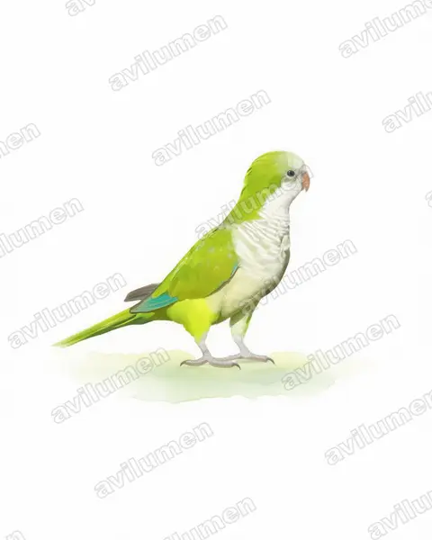 Watercolor illustration: Myiopsitta monachus (Monk Parakeet)