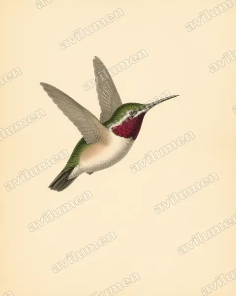 Vintage plate illustration: Myrmia micrura (Short-tailed woodstar)
