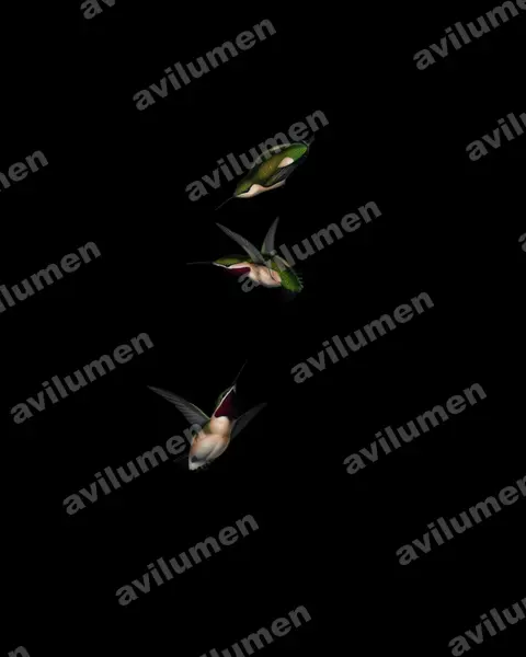 Oil illustration: Myrmia micrura (Short-tailed woodstar)