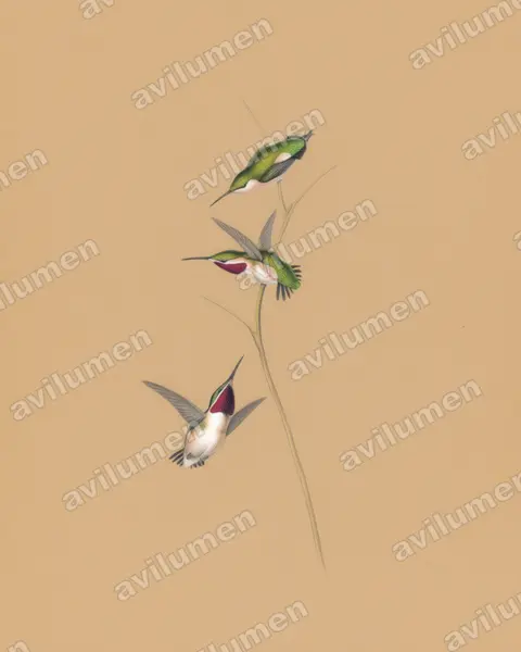 Colored pencil illustration: Myrmia micrura (Short-tailed woodstar)
