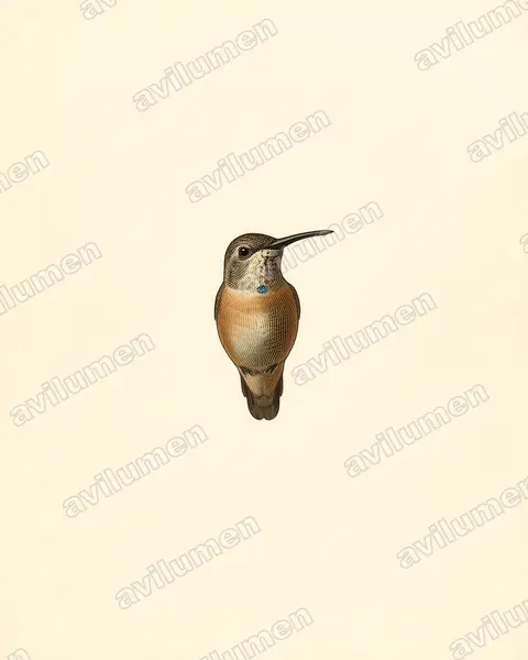 Illustration Planche ancienne : Myrtis fanny (Colibri de Fanny)