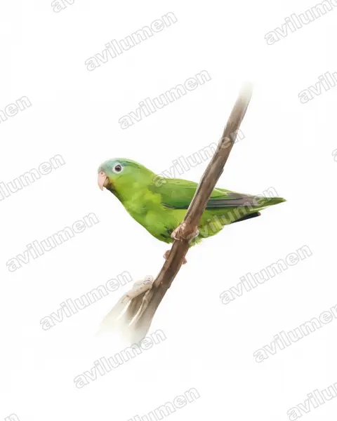 Watercolor illustration: Nannopsittaca dachilleae (Manu Parrotlet)
