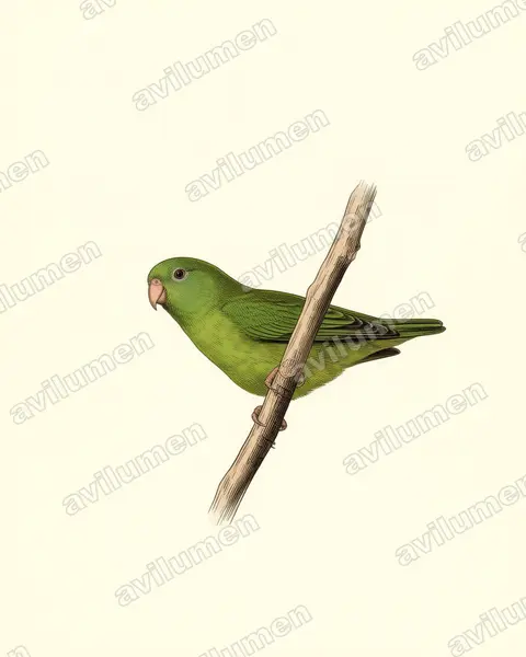 Vintage plate illustration: Nannopsittaca dachilleae (Manu Parrotlet)