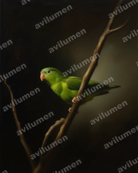 Oil illustration: Nannopsittaca dachilleae (Manu Parrotlet)