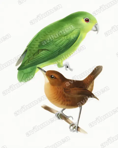 Watercolor illustration: Nannopsittaca panychlora (Tepui Parrotlet)