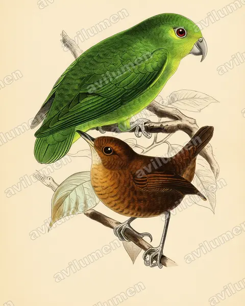 Vintage plate illustration: Nannopsittaca panychlora (Tepui Parrotlet)
