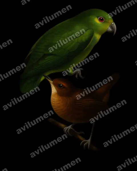 Oil illustration: Nannopsittaca panychlora (Tepui Parrotlet)