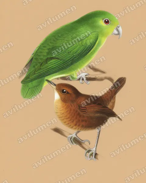 Colored pencil illustration: Nannopsittaca panychlora (Tepui Parrotlet)